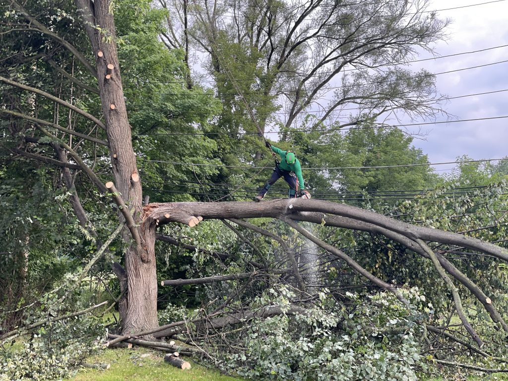Tree Removal in Farmington Hills MI - Elvis Tree Service
