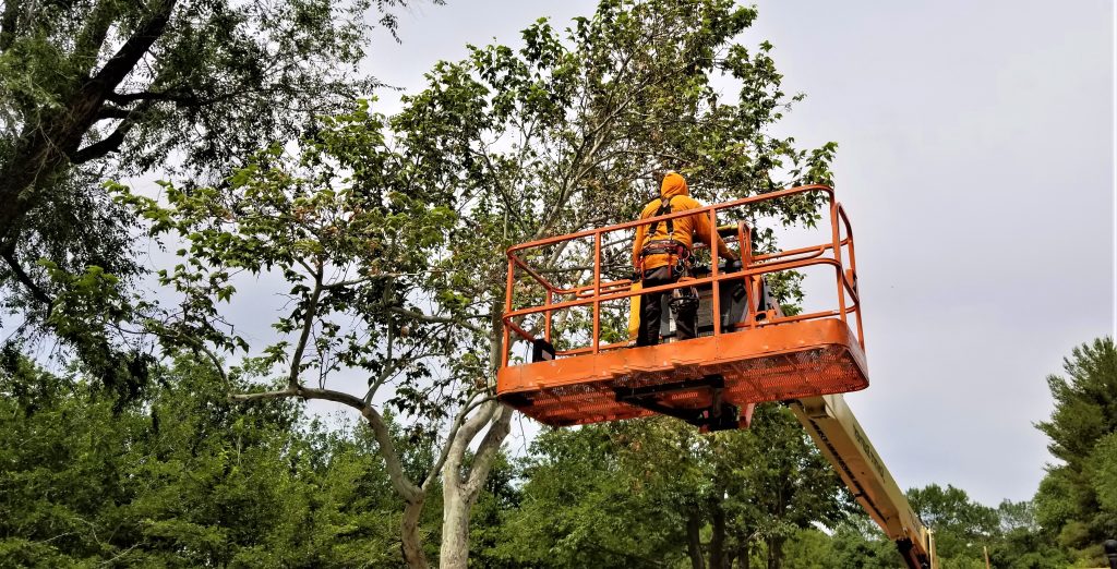 Tree Trimming in Farmington Hills Michigan - Elvis Tree Service
