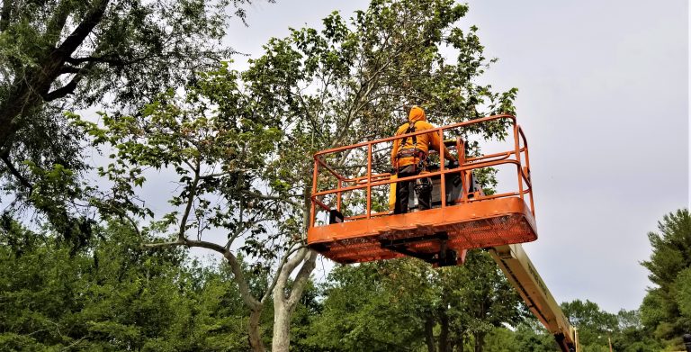 Tree Trimming in Farmington Hills Michigan - Elvis Tree Service